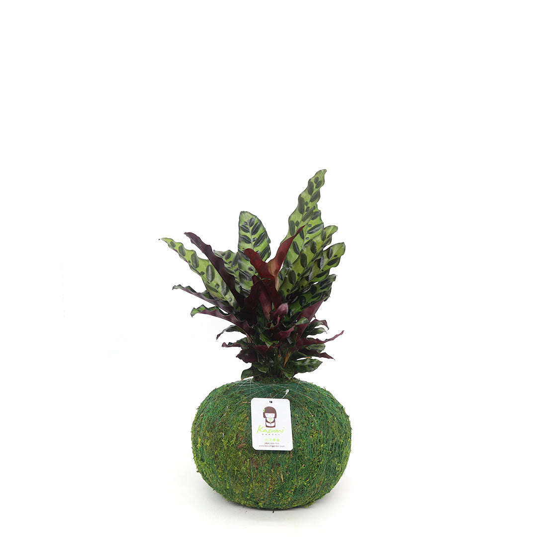Calathea Lancifolia | Moss Ball Kokedamas