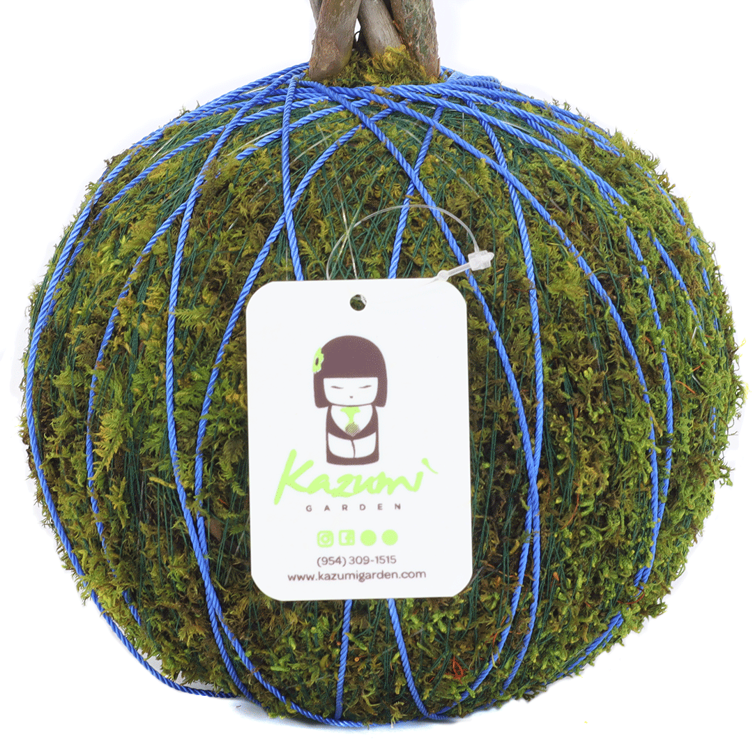 Color Twine | Moss Ball Kokedama Accessory