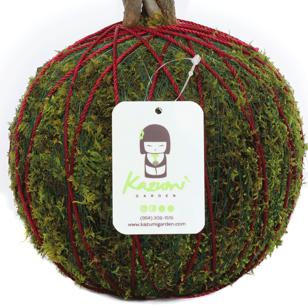 Color Twine | Moss Ball Kokedama Accessory