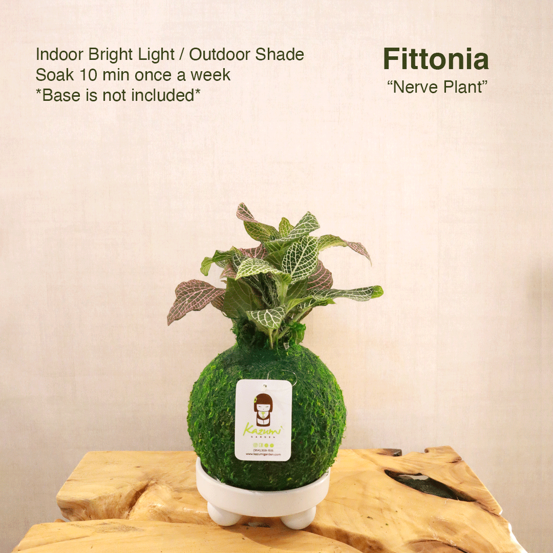 Fittonia | Moss Ball Kokedama
