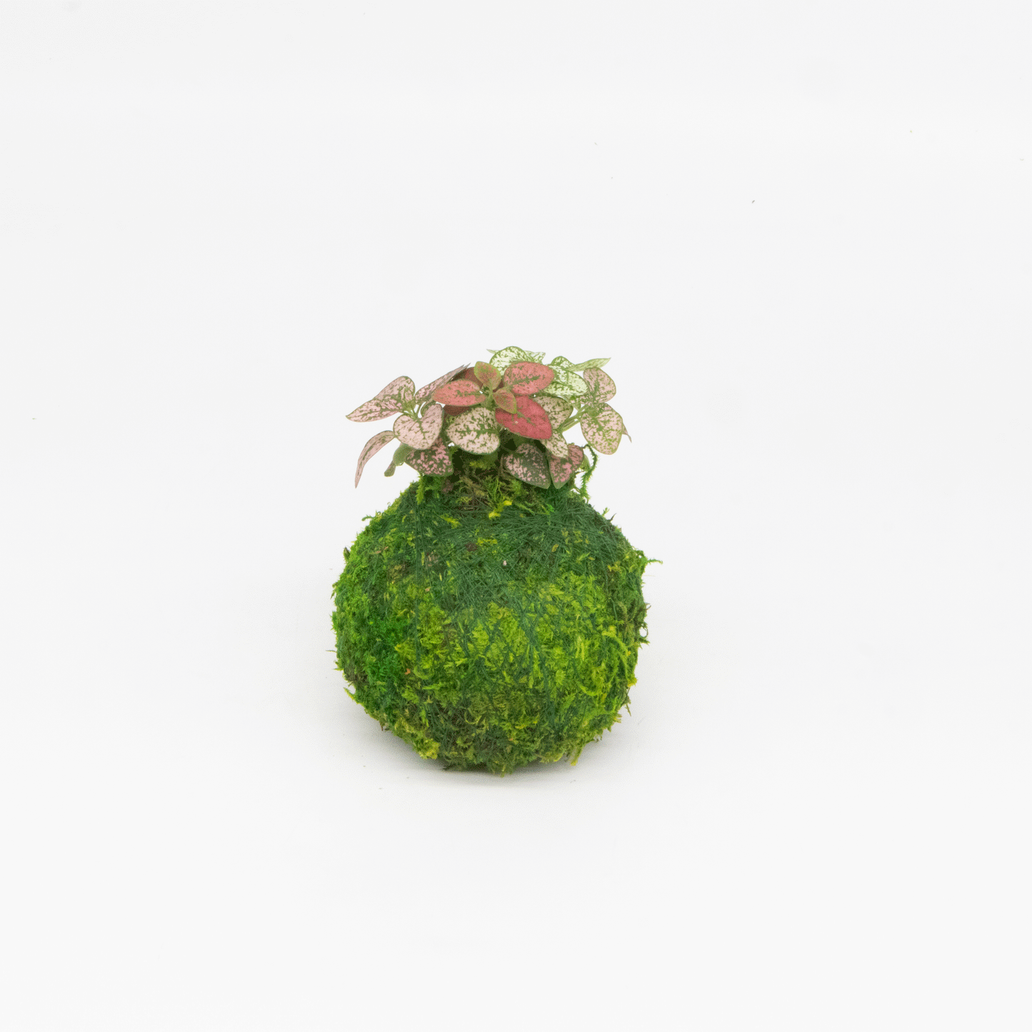 Mini Kokedama | Moss Ball Kokedamas