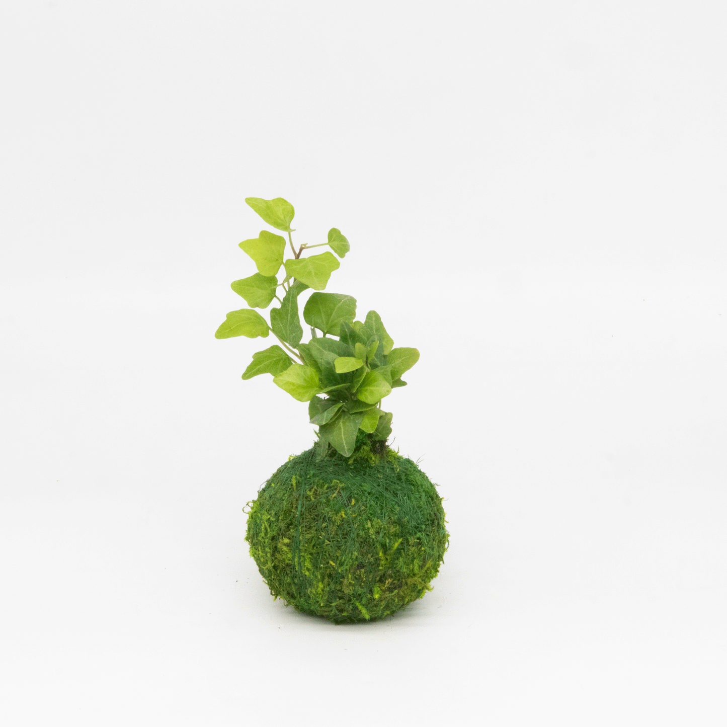 Mini Kokedama | Moss Ball Kokedamas