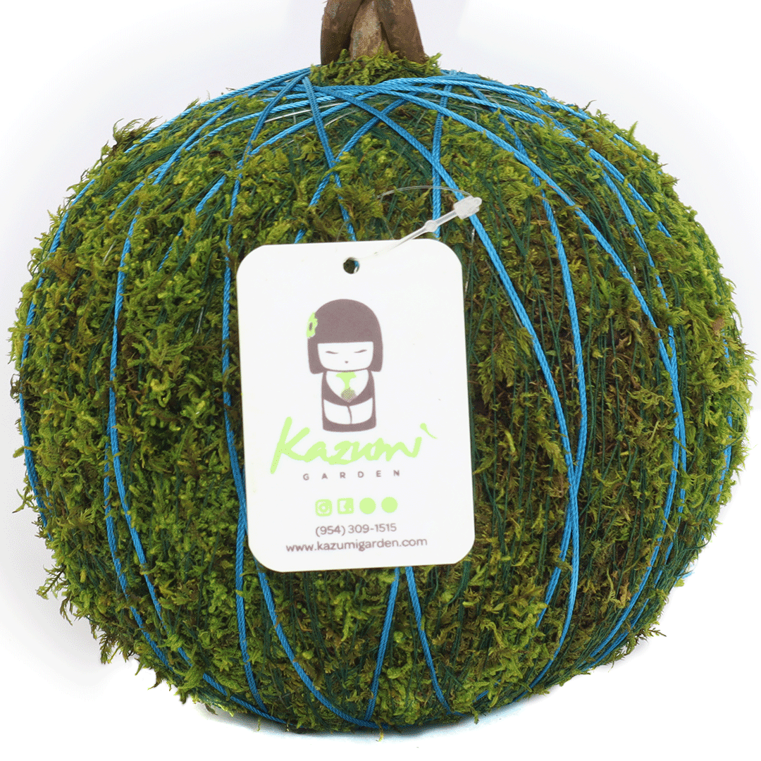 Color Twine | Moss Ball Kokedama Accessory