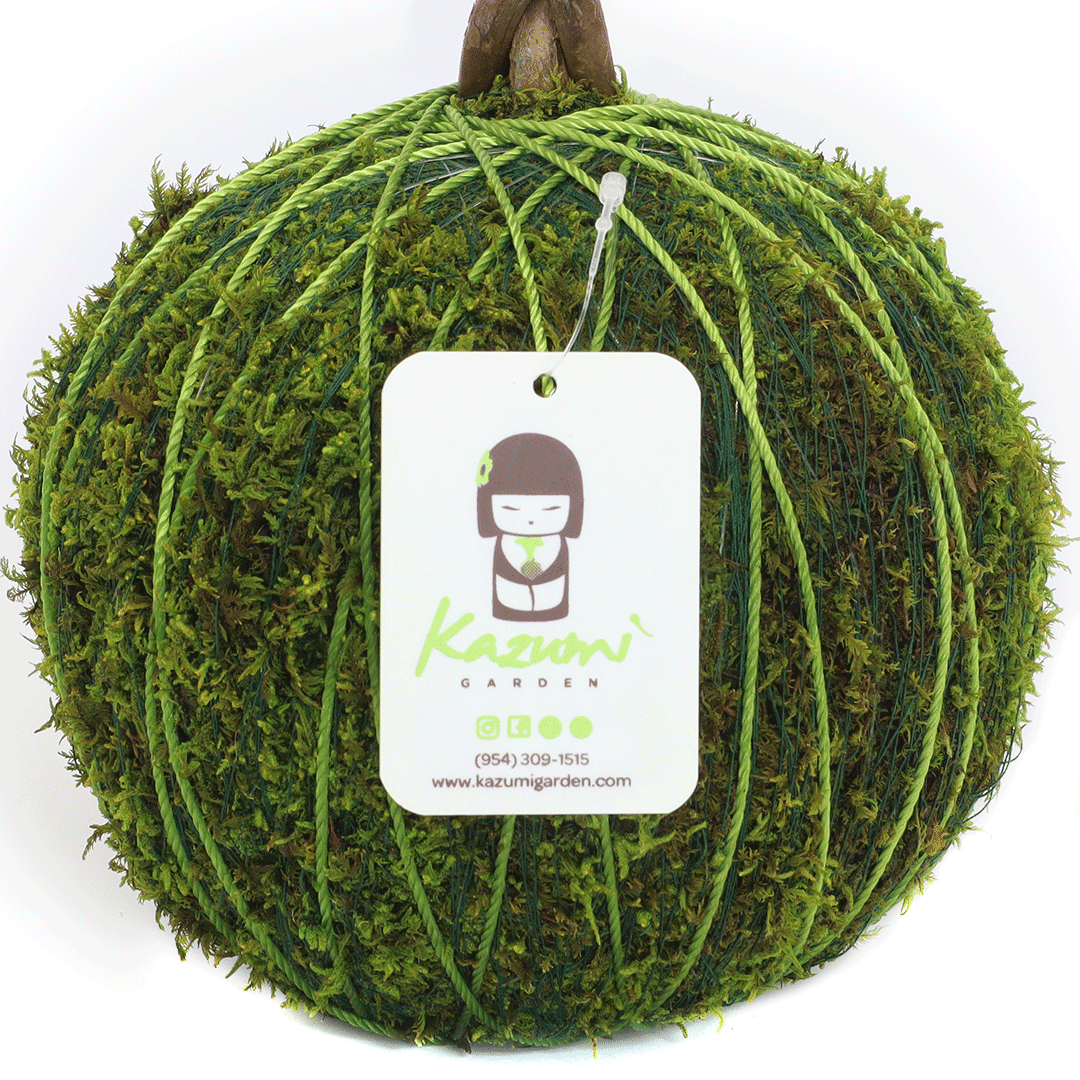 Color Twine | Moss Ball Kokedama Accessory