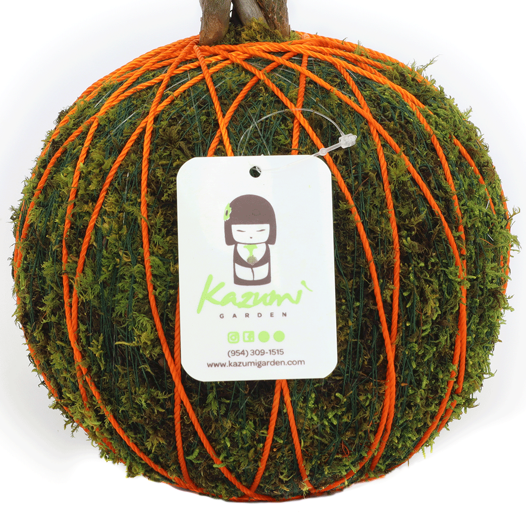 Color Twine | Moss Ball Kokedama Accessory