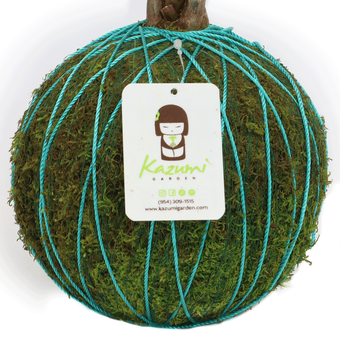 Color Twine | Moss Ball Kokedama Accessory