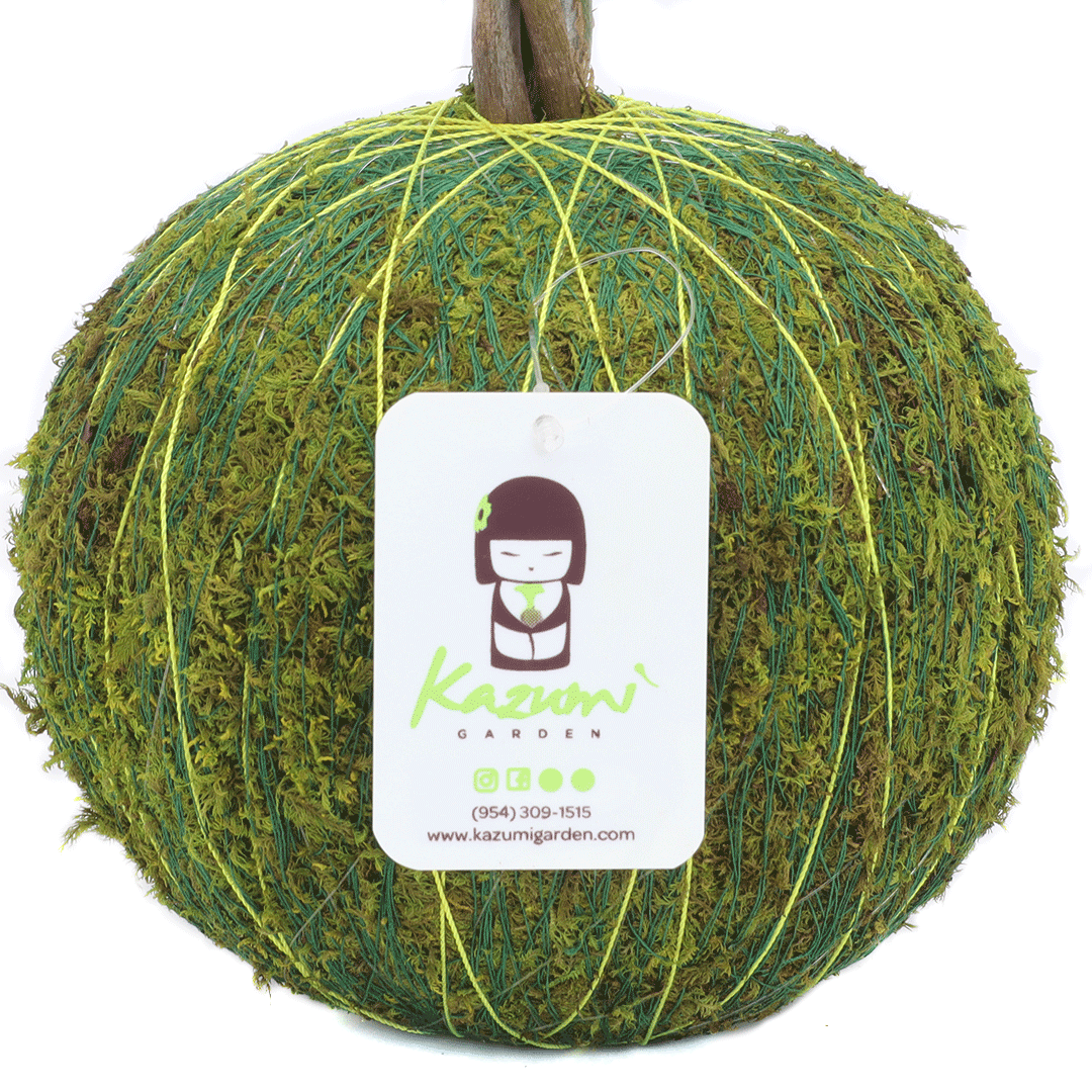 Color Twine | Moss Ball Kokedama Accessory