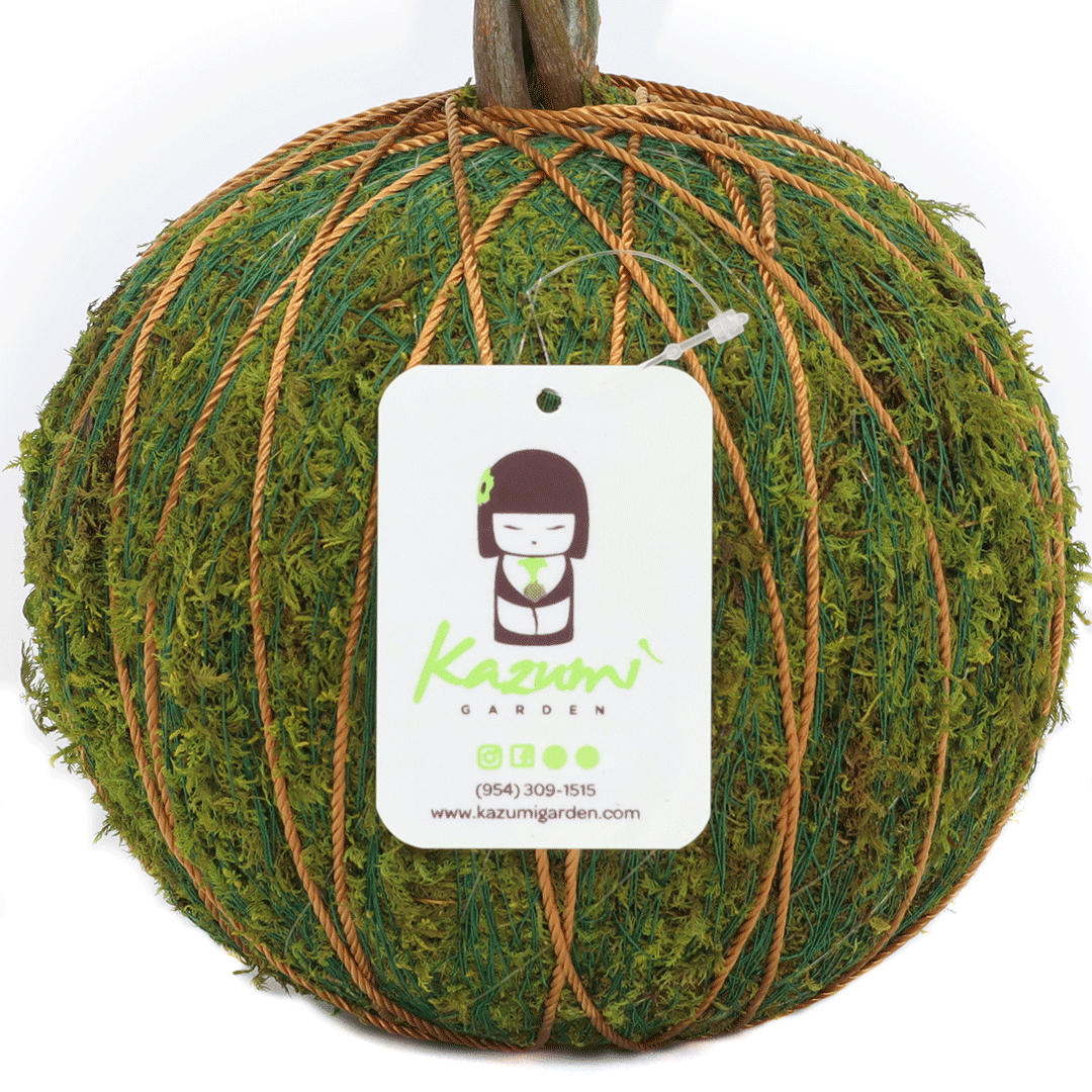 Color Twine | Moss Ball Kokedama Accessory