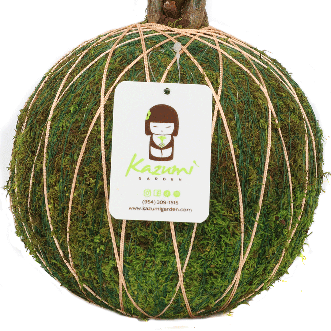 Color Twine | Moss Ball Kokedama Accessory