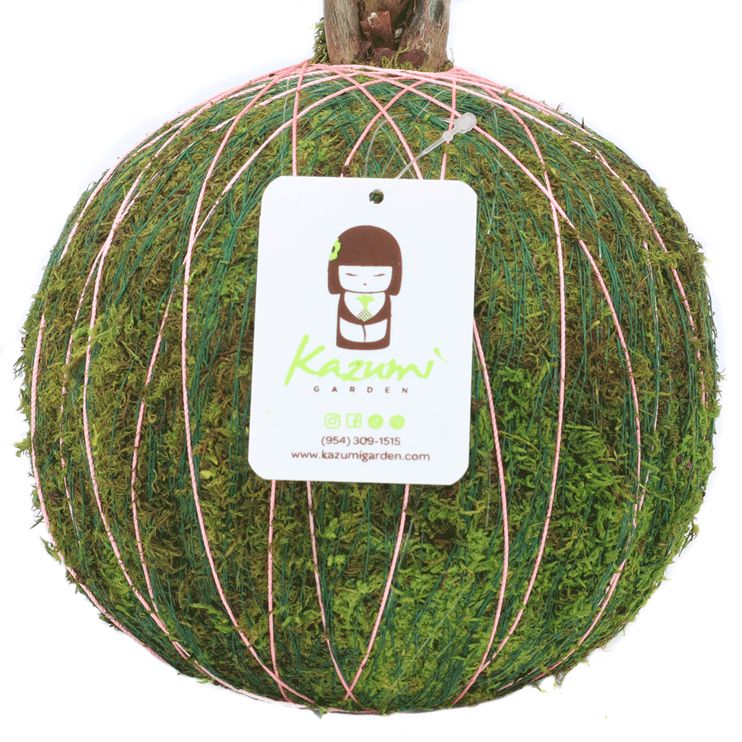 Color Twine | Moss Ball Kokedama Accessory