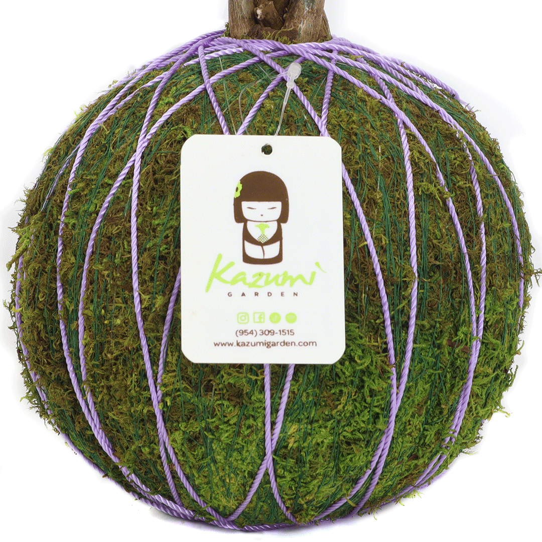 Color Twine | Moss Ball Kokedama Accessory