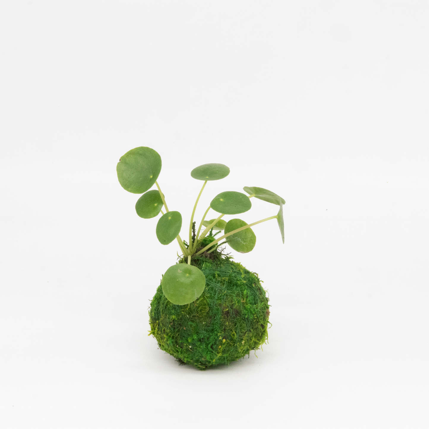 Mini Kokedama | Moss Ball Kokedamas