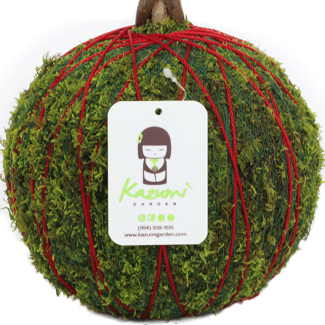 Color Twine | Moss Ball Kokedama Accessory