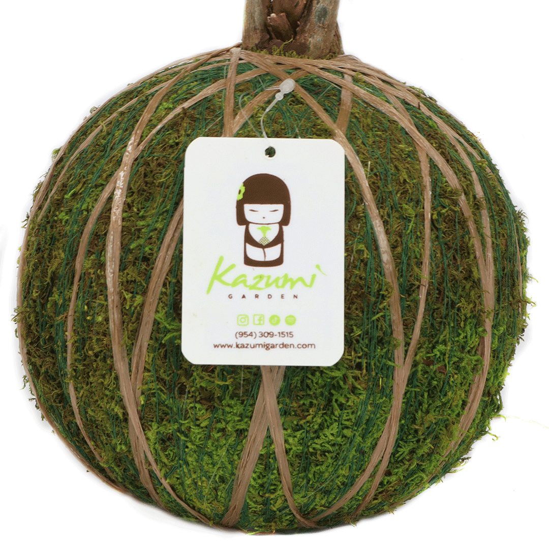 Color Twine | Moss Ball Kokedama Accessory