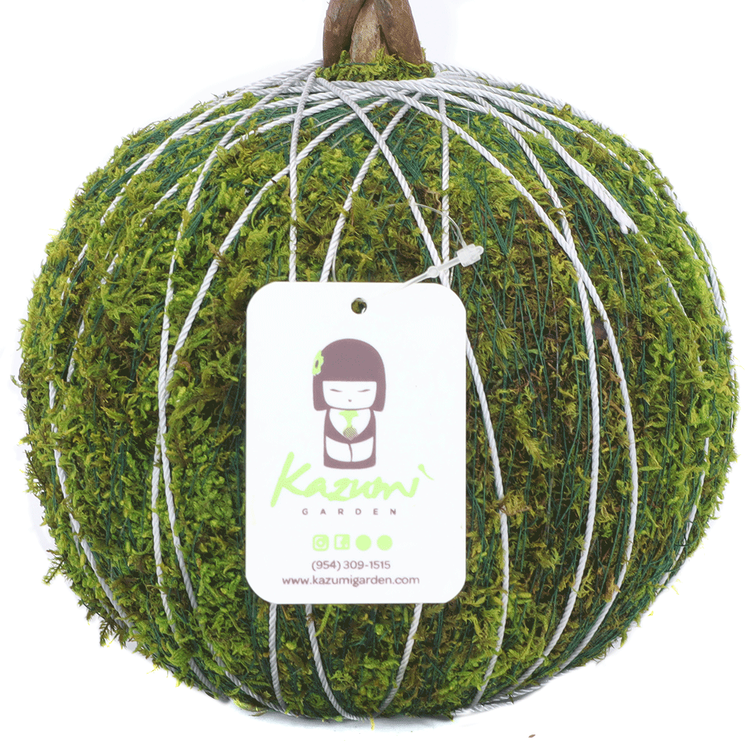 Color Twine | Moss Ball Kokedama Accessory