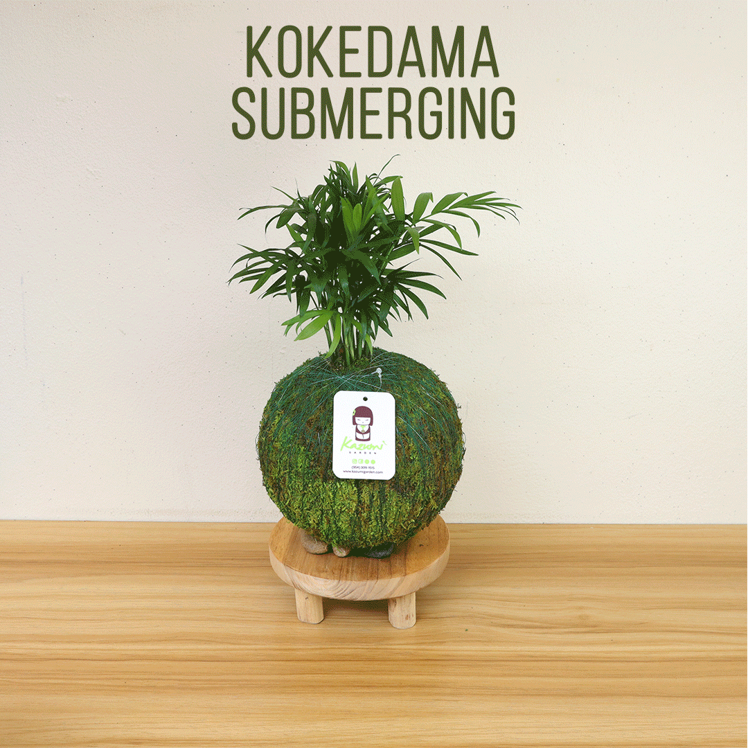 Kalanchoe Flowering | Moss Ball Kokedama