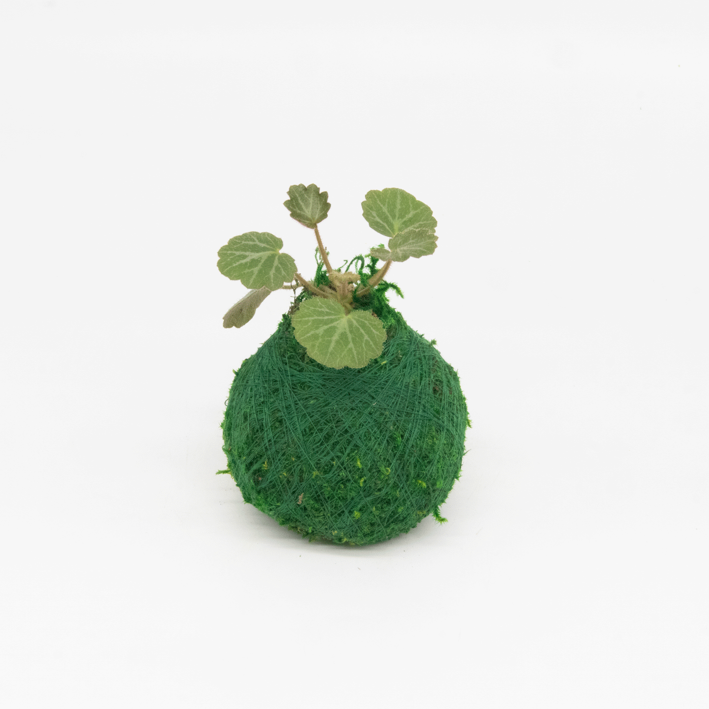 Mini Kokedama | Moss Ball Kokedamas