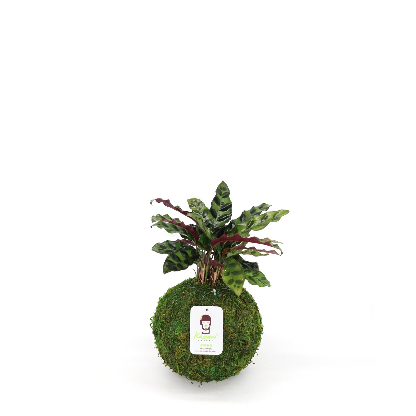 Calathea Lancifolia | Moss Ball Kokedamas