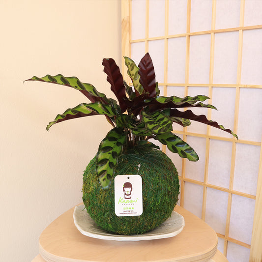 Calatheas - Kokedama Care Center