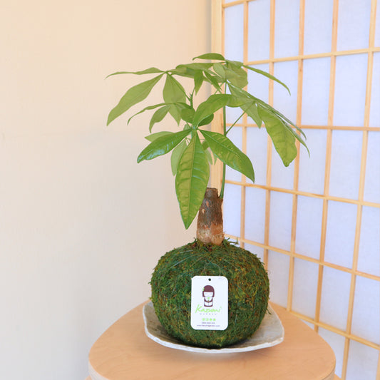 Money Tree - Kokedama Care Center