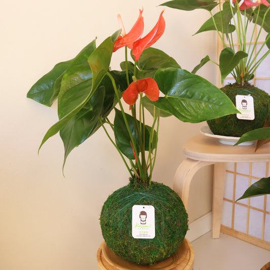 Anthurium - Kokedama Care Center