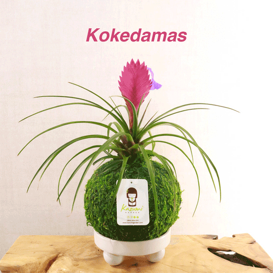 Self-Love in the form of Kokedama Moss Ball
