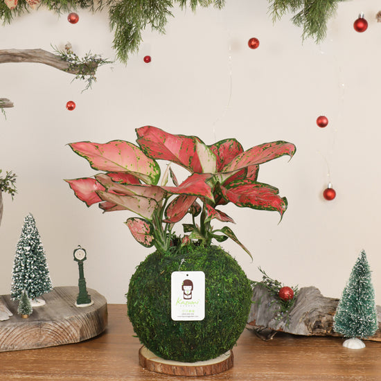 japanese air plant Air Plant – Kazumi Garden