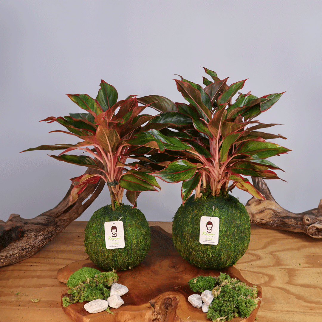 Aglaonema Siam Extra Large | Moss Ball Kokedamas – Kazumi Garden