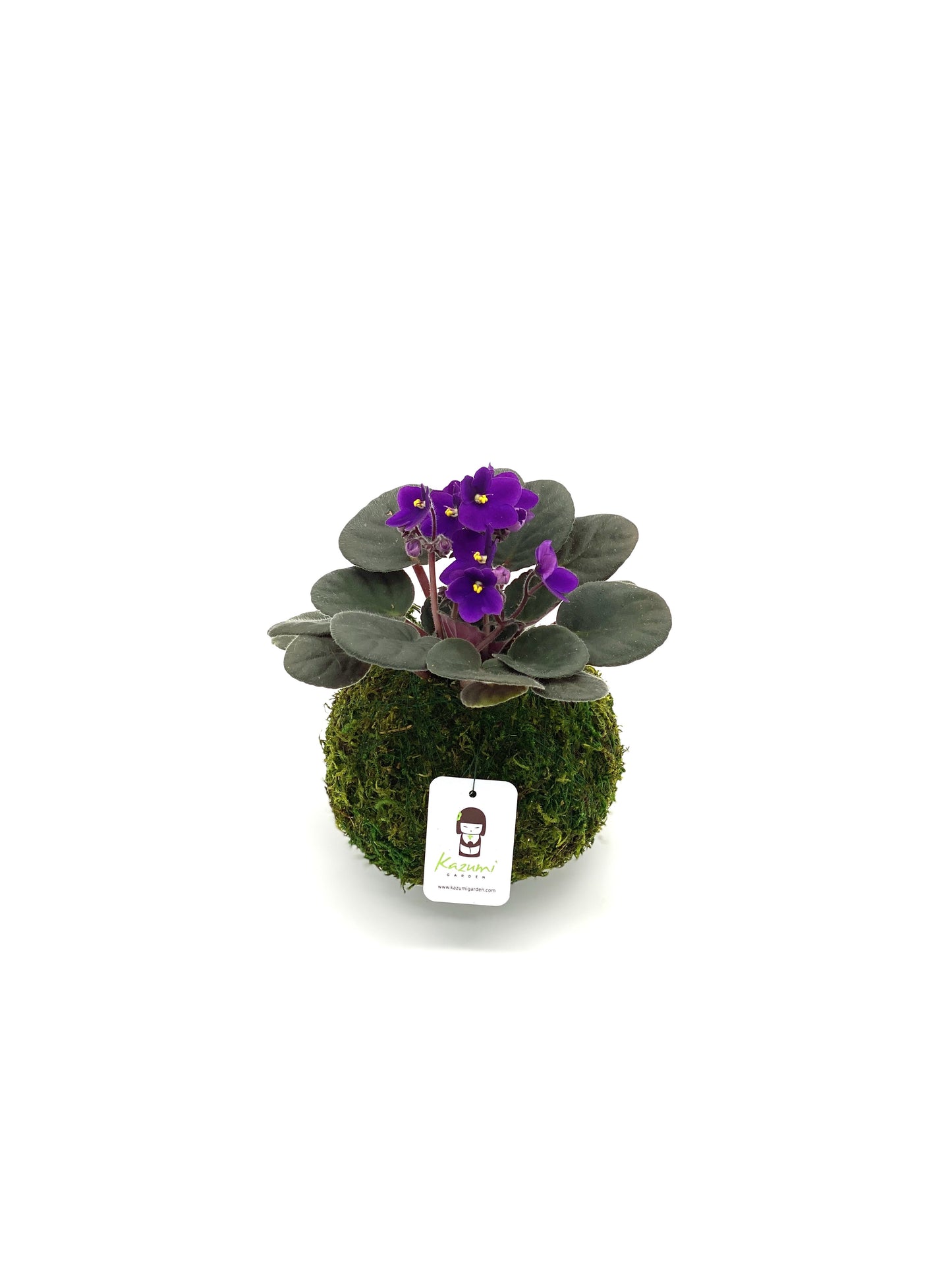 African Violet | Moss Ball Kokedama