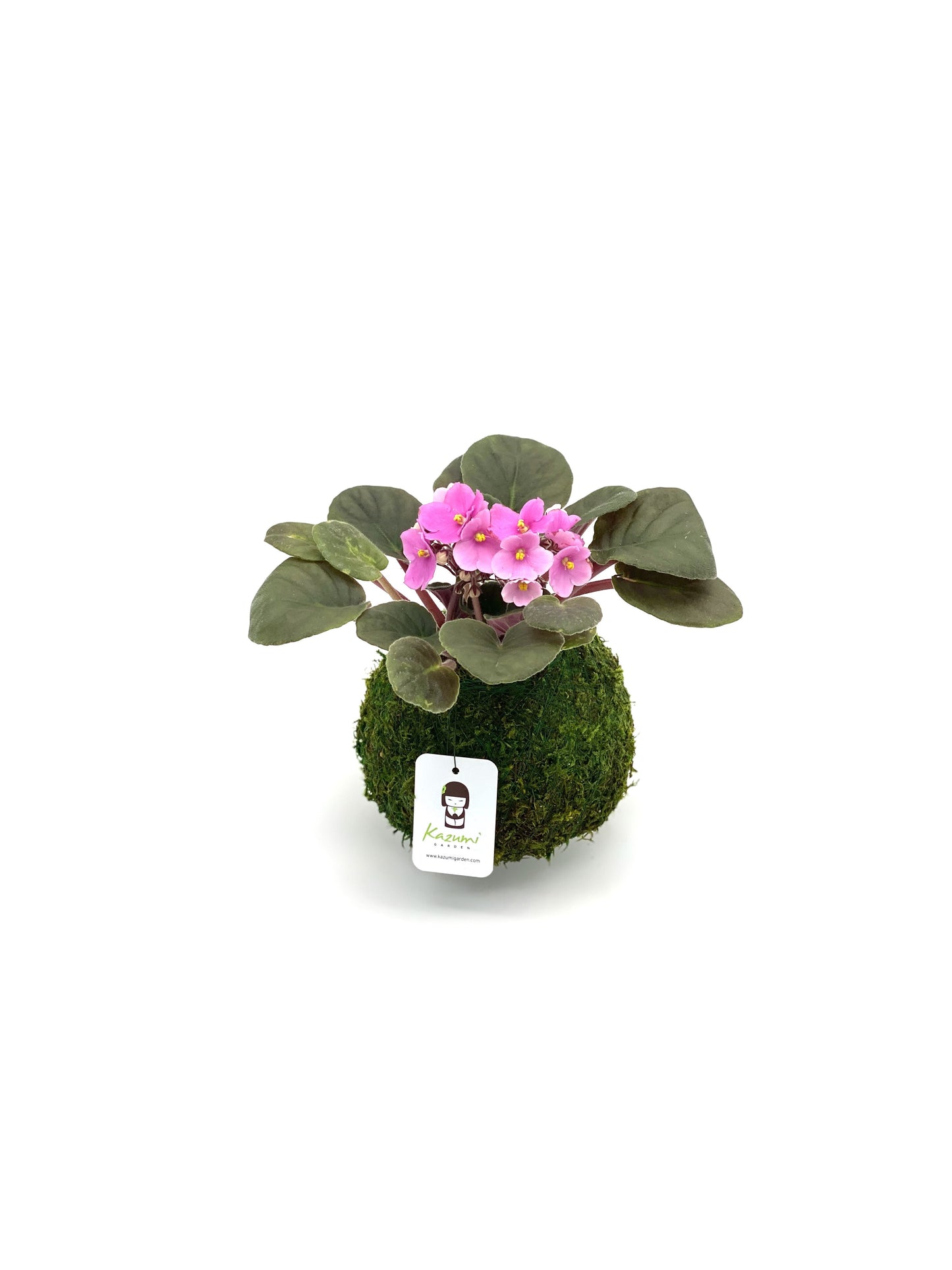 African Violet | Moss Ball Kokedama