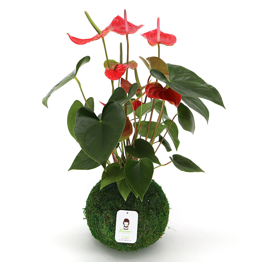 kokedama anthurium Anthurium