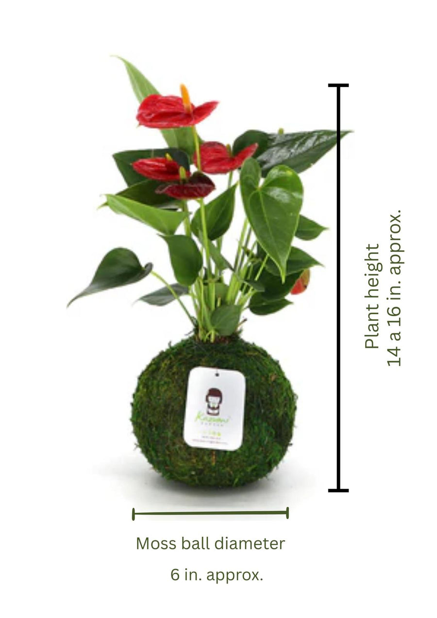 anthurium precio Anthurium