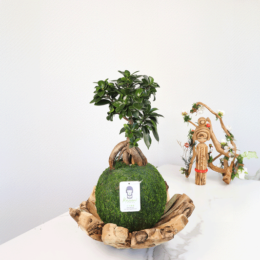 Bonsai Ficus Ginger | Moss Ball Kokedama