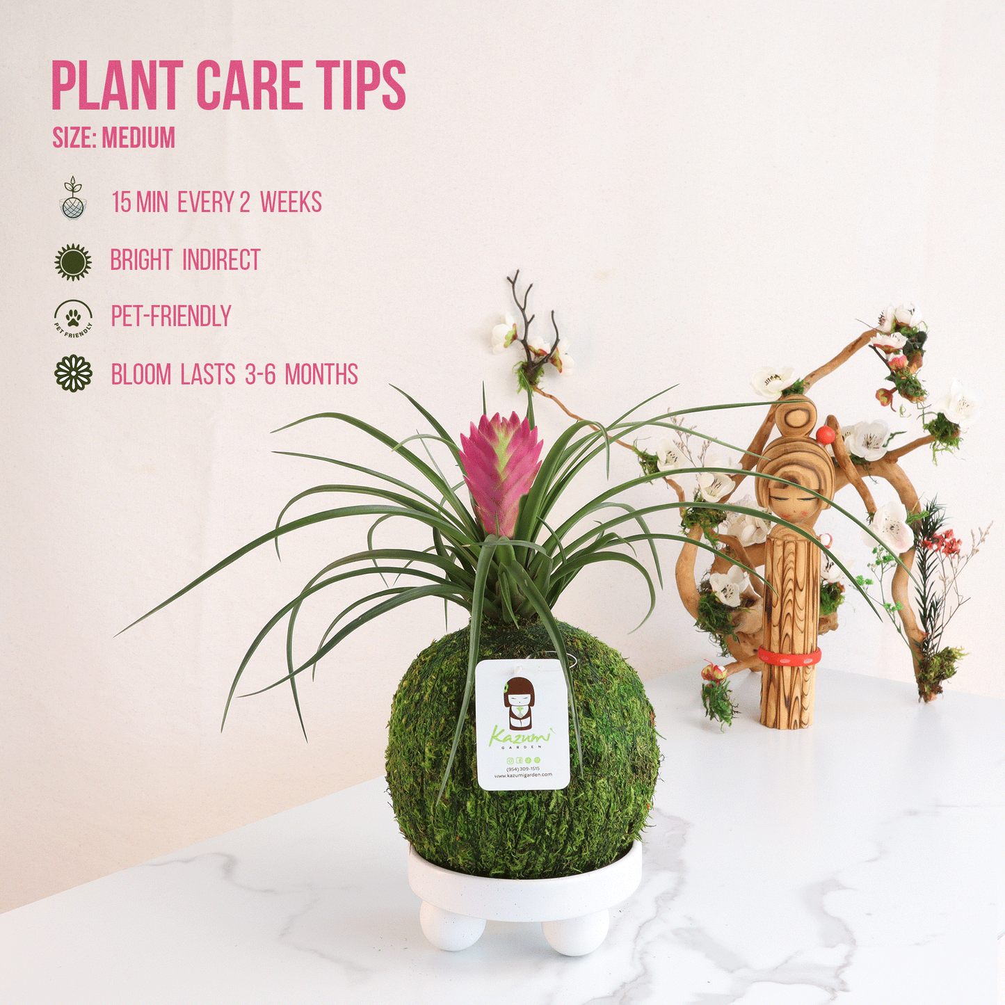 Bromeliad Pink Quill | Moss Ball Kokedama