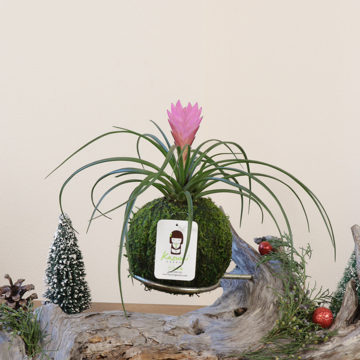 Bromeliad Pink Quill | Moss Ball Kokedama