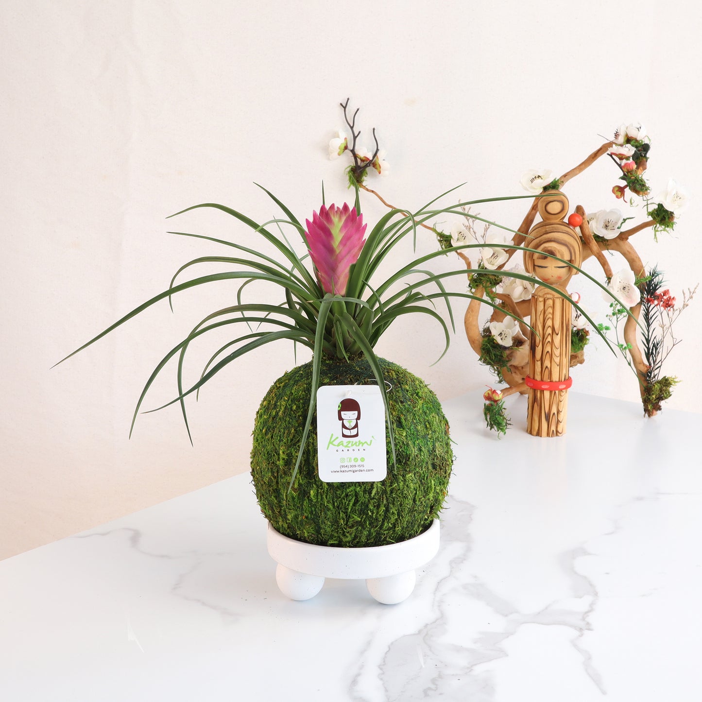 Bromeliad Pink Quill | Moss Ball Kokedama