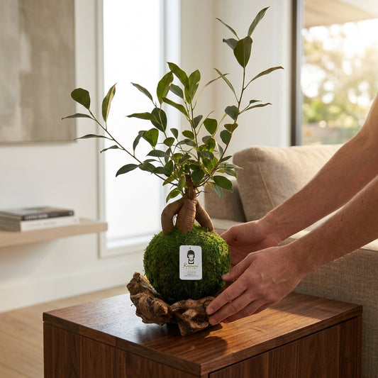 Bonsai Ficus Ginger | Moss Ball Kokedama