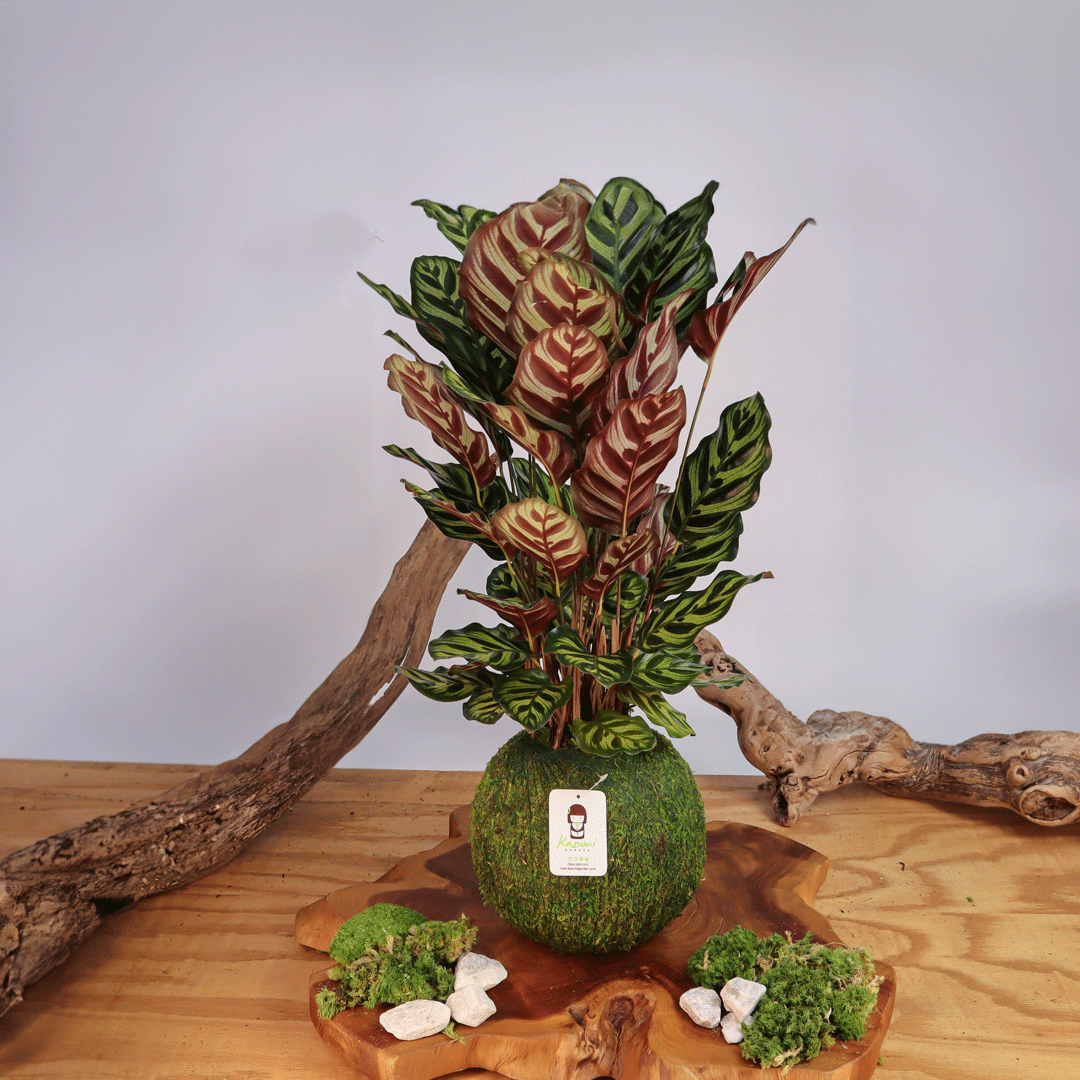 Calathea Makoyana Extra Large | Moss Ball Kokedamas