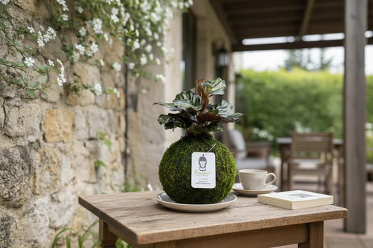 Calathea Makoyana | Moss Ball Kokedama