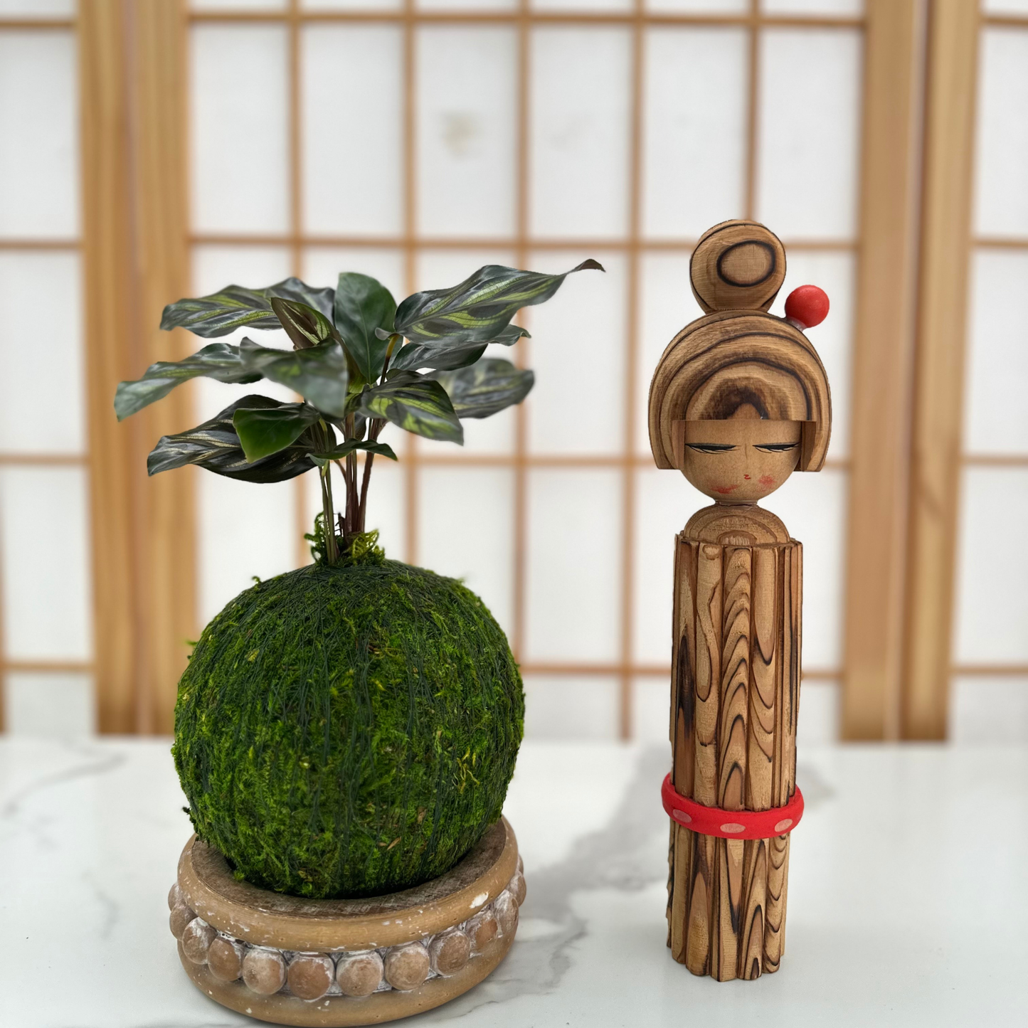 Calathea Makoyana | Moss Ball Kokedama