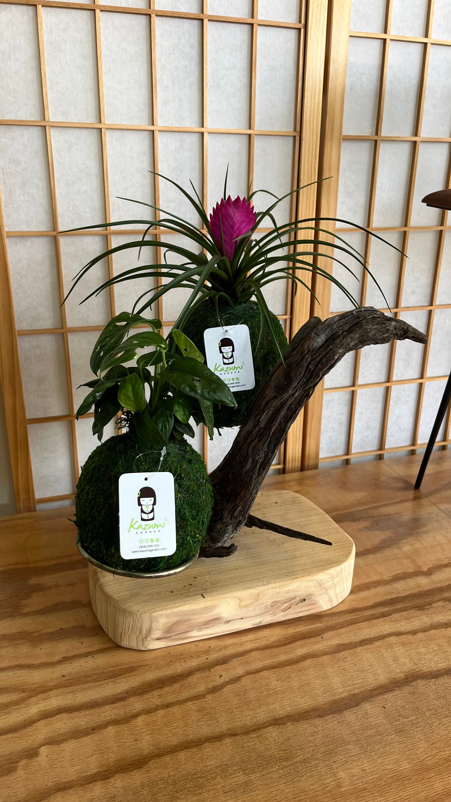 Driftwood Stand | Moss Ball Kokedamas Base