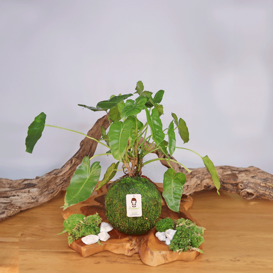 Philodendron Burle Marxii | Green Friday