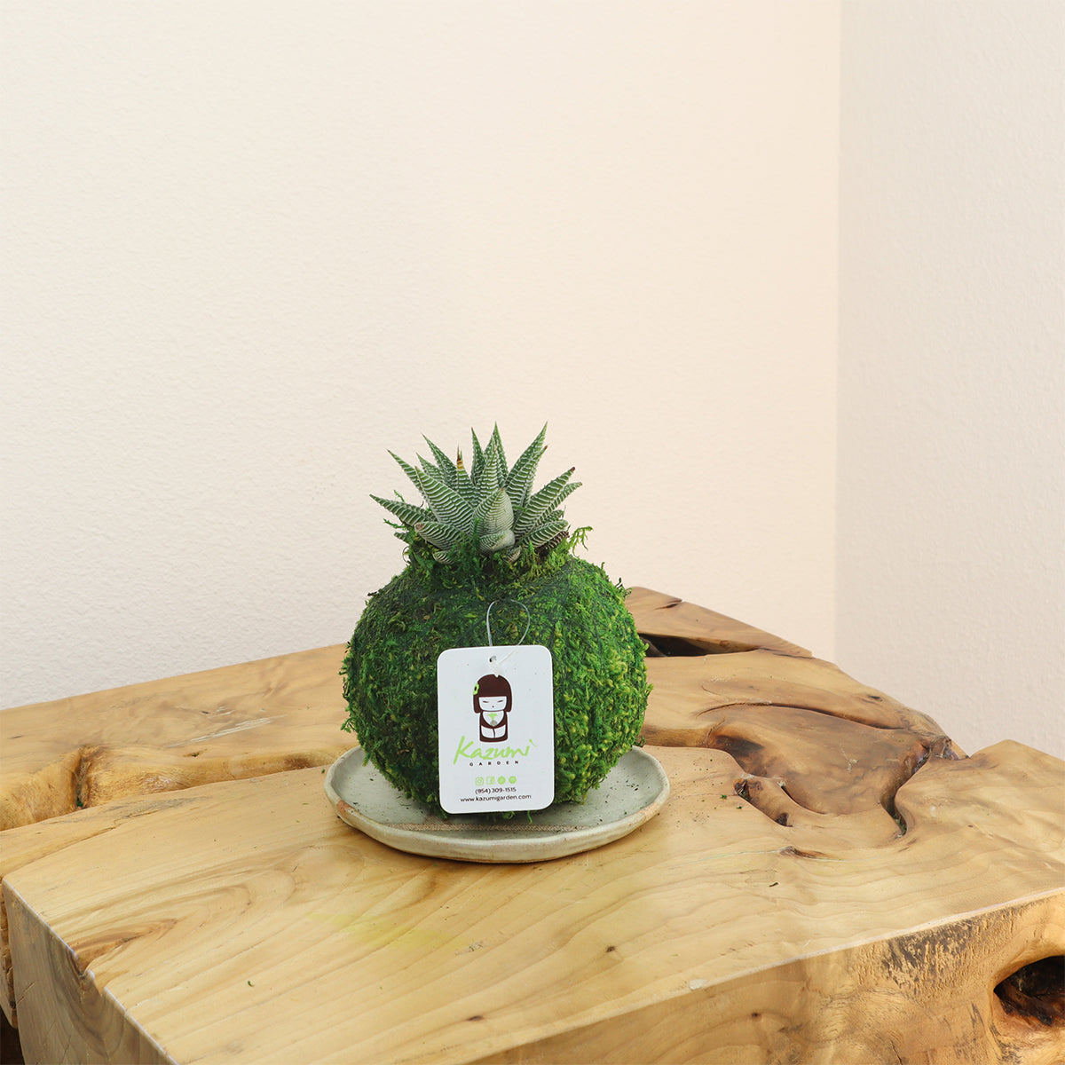 Haworthia | Moss Ball Kokedama