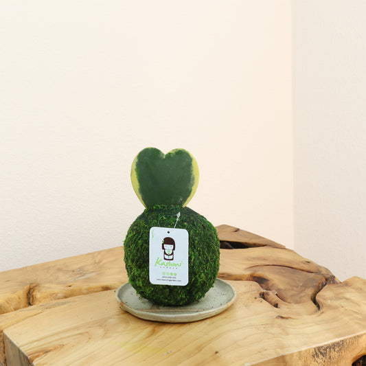 Hoya Kerri | Moss Ball Kokedamas