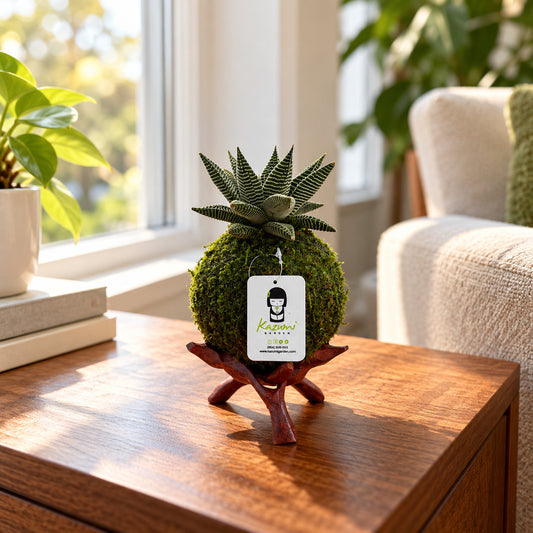 Haworthia | Moss Ball Kokedama