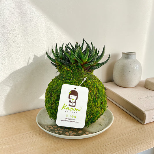 Haworthia | Moss Ball Kokedama