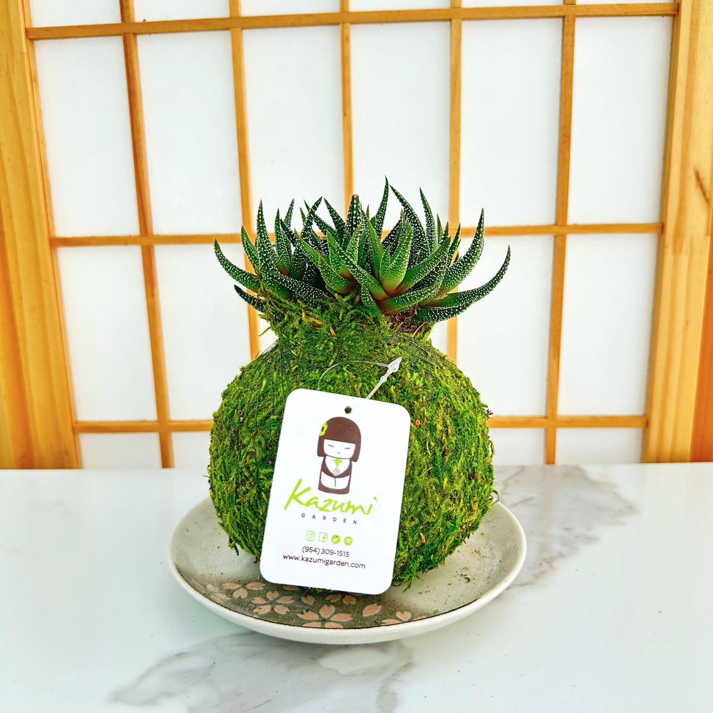 Haworthia | Moss Ball Kokedama