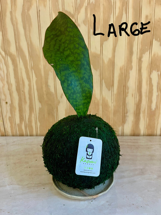Sansevierias "Mother in Law Tongue" | Moss Ball Kokedama