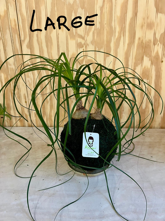Ponytail Palm Multi Bulb "Rescued and Radiant"| Moss Ball Kokedamas