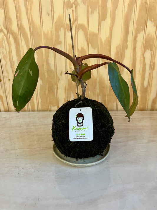 Philodendron Pink Princess "Rescued and Radiant" | Moss Ball Kokedamas